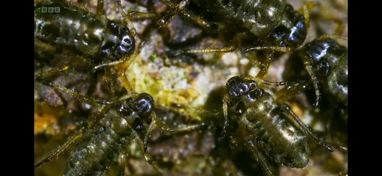 Aphid sp. () as shown in Wild Isles - Woodland